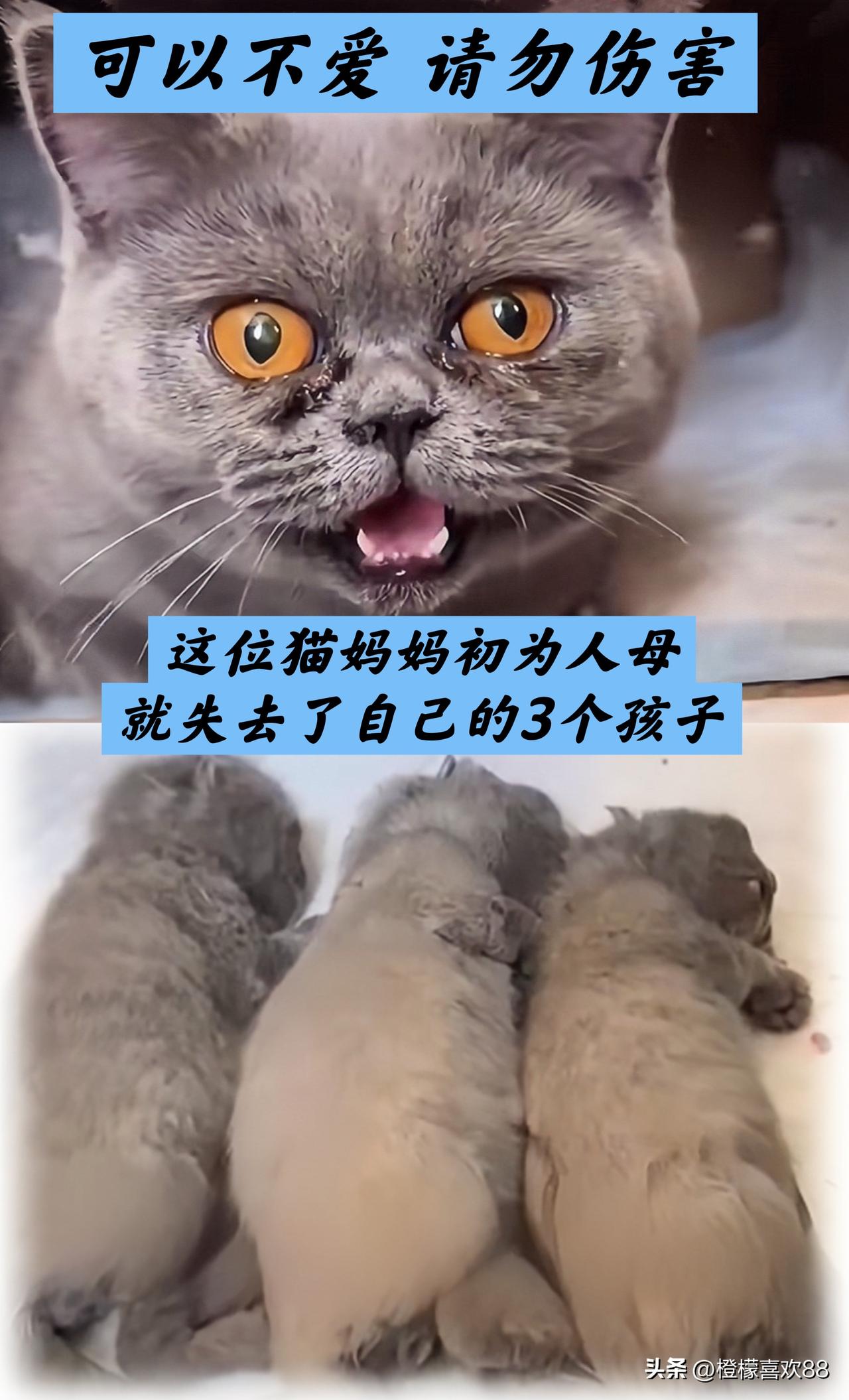 看完河北6岁男孩连续摔死3只幼猫的那件事，我心里好心疼☹️

那只是刚出生3天的