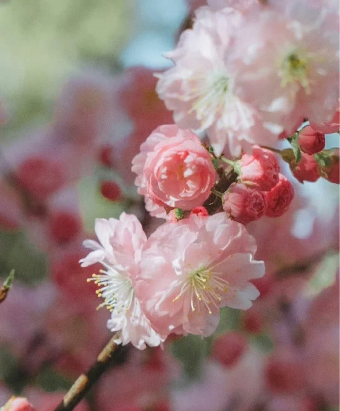 “  好花初接小春天 ...  ” 