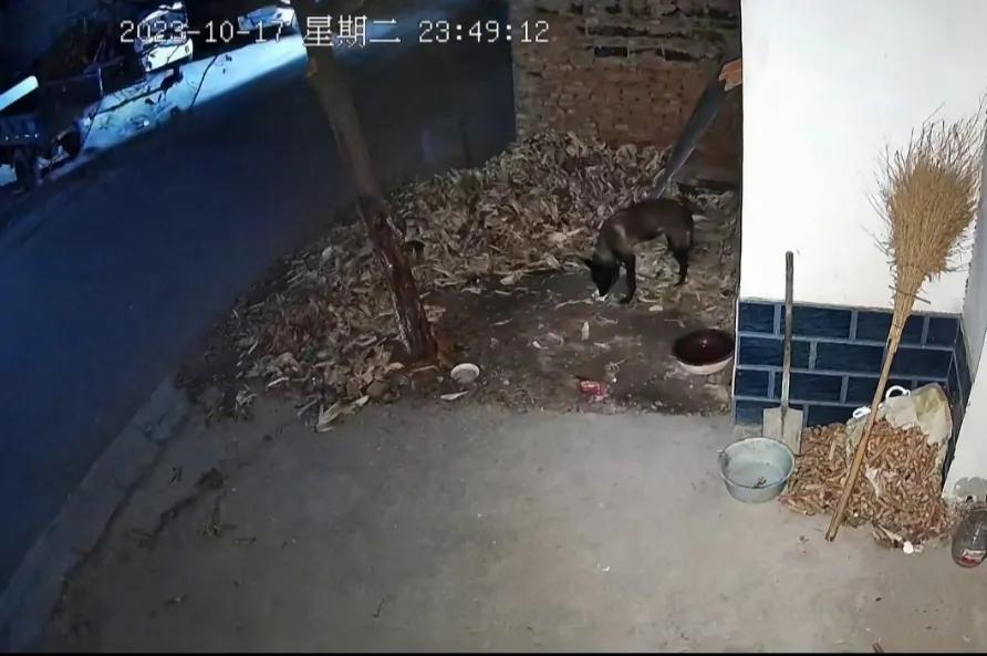 近日，在某村庄，两个骑着电动车的人，向一户人家的看门狗，抛过去一块吃的东西。

