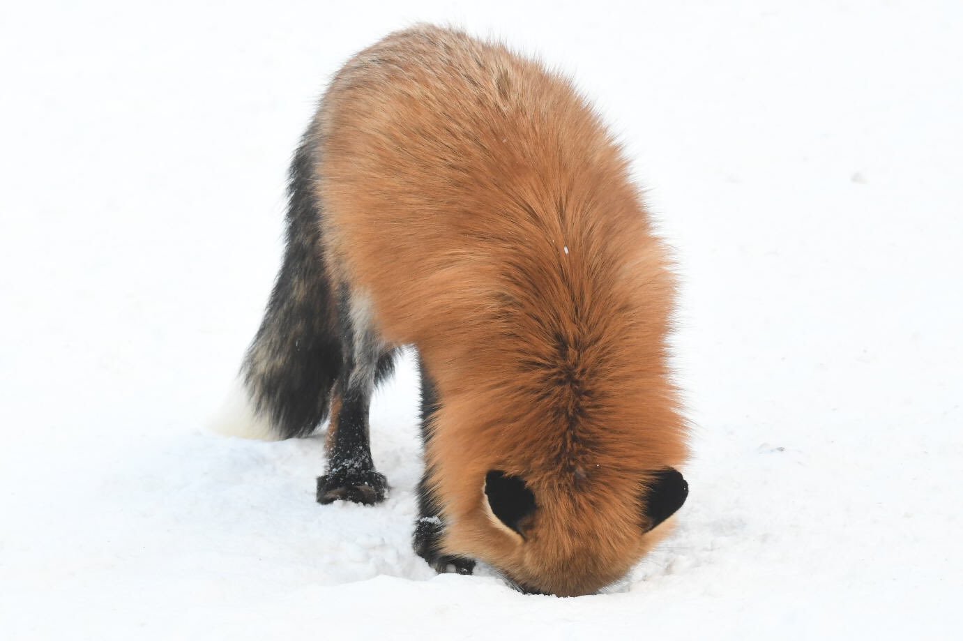 狐狸 没有狐狐勤勤恳恳修理地球地球早就不转了©️Foxssil_1005 