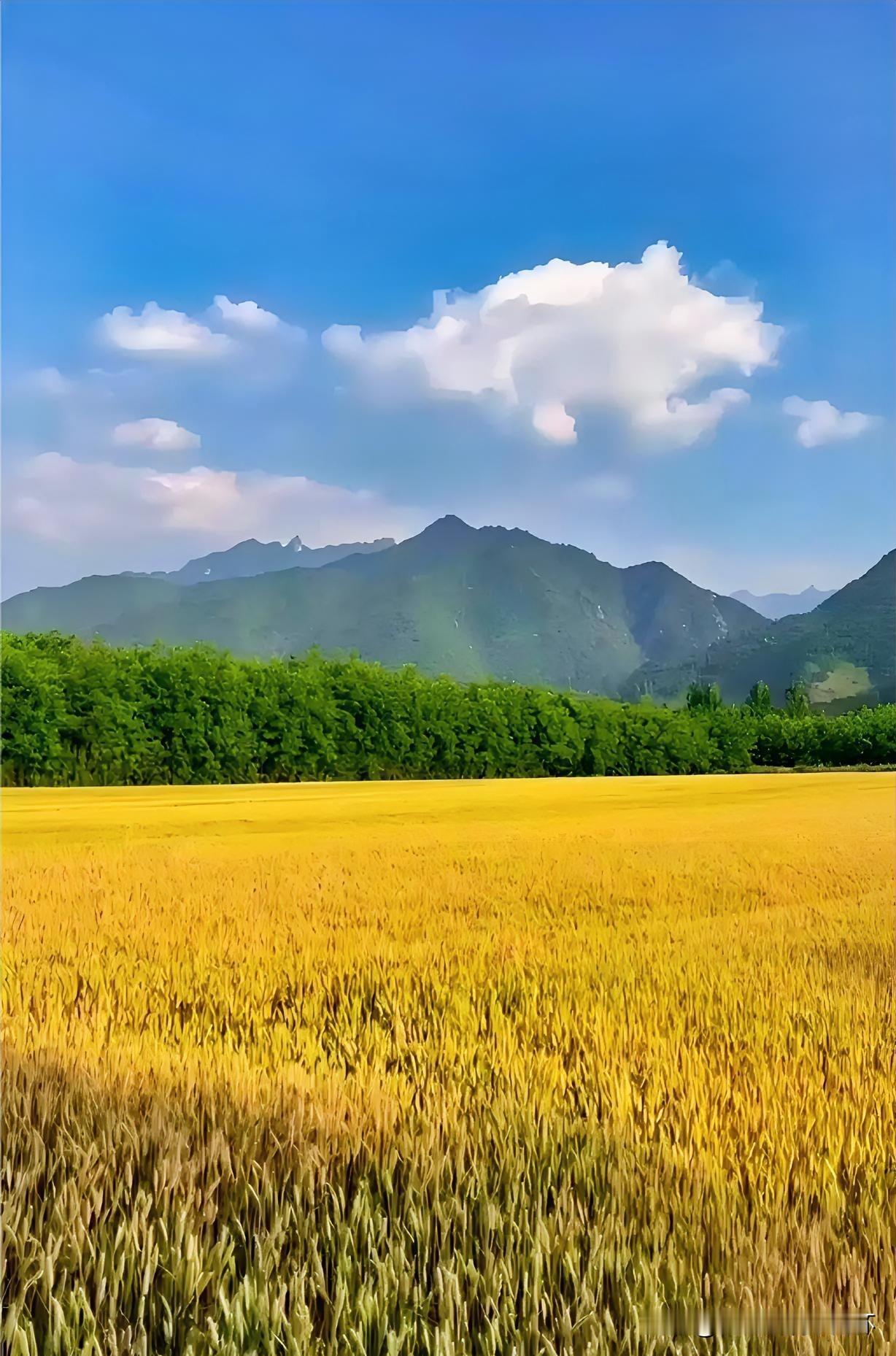 下联：一夜南风麦半黄
上联：有请雅士[玫瑰][玫瑰][玫瑰]