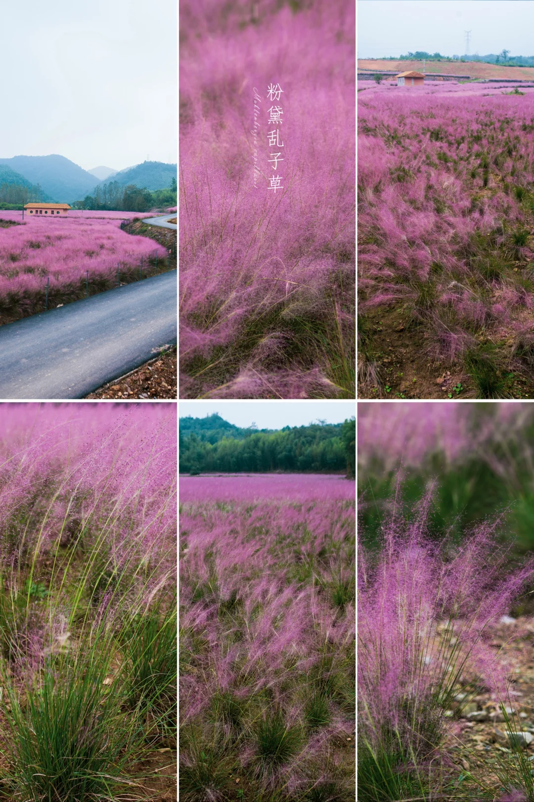 粉黛乱子草|十月的草