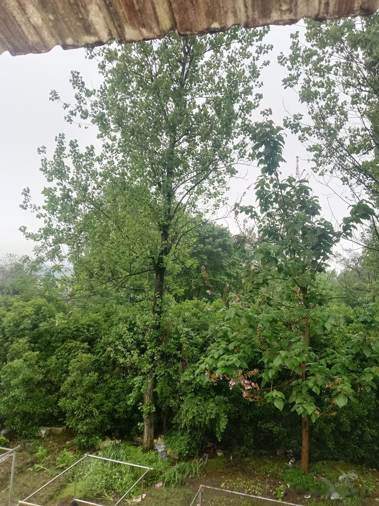 最不喜欢下雨天，湿漉漉的，还不能出门。