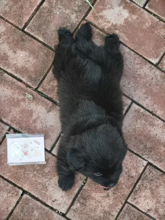 冰箱贴里 藏着它们被救赎的故事