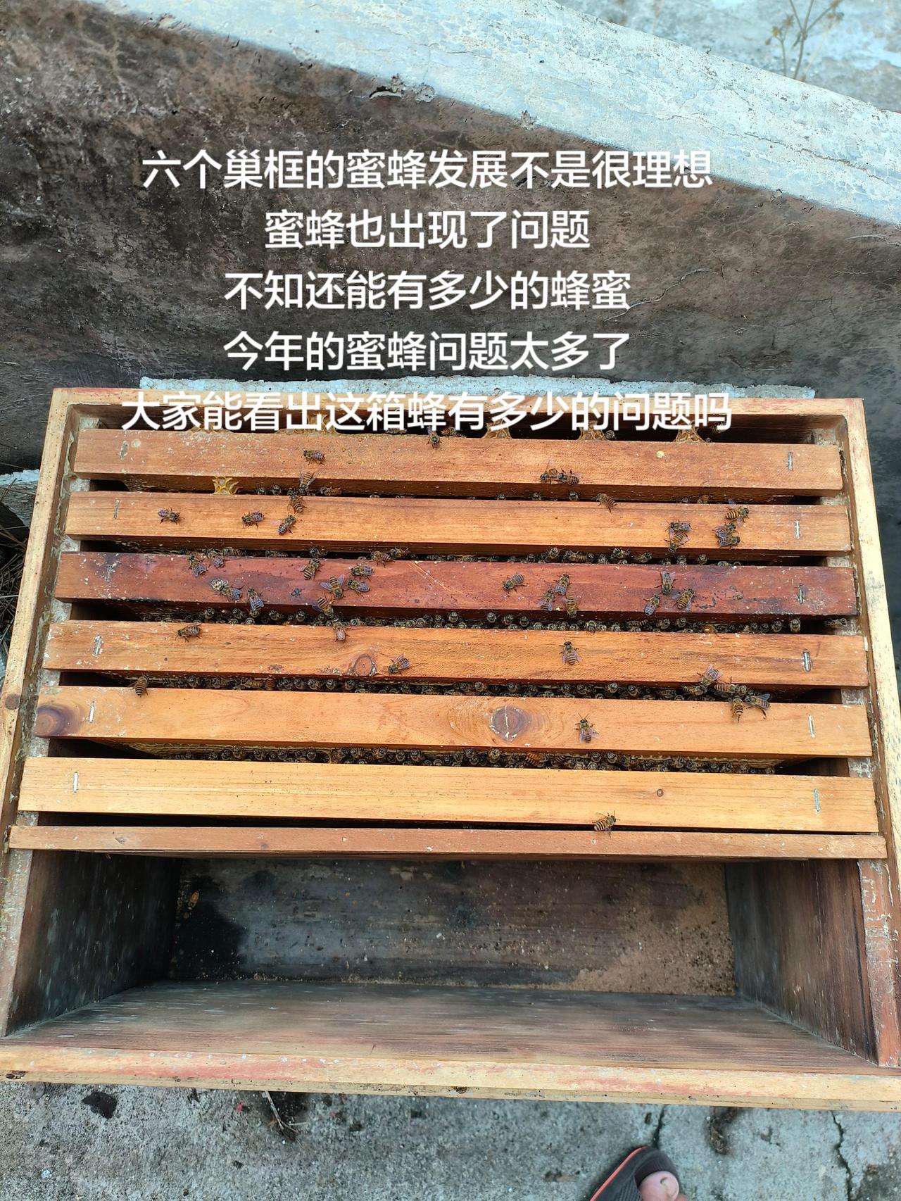 六个巢框的蜜蜂发展不是很理想
蜜蜂也出现了问题
不知还能有多少的蜂蜜
今年的蜜蜂