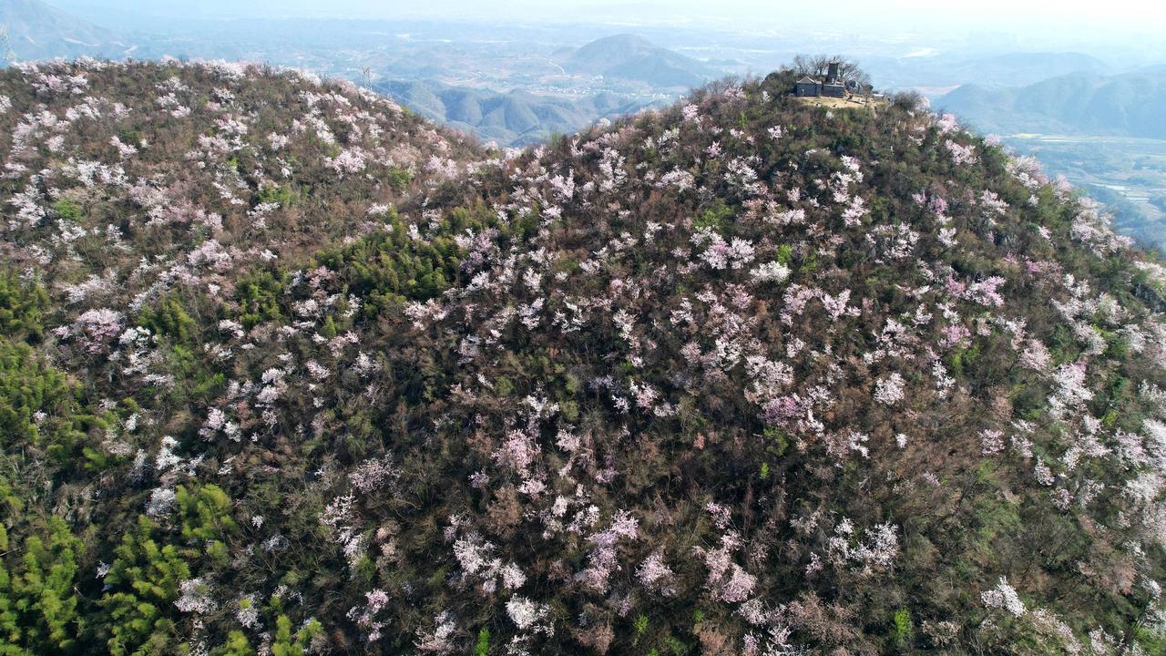 山花烂漫 樱花🌸 旅行推荐官