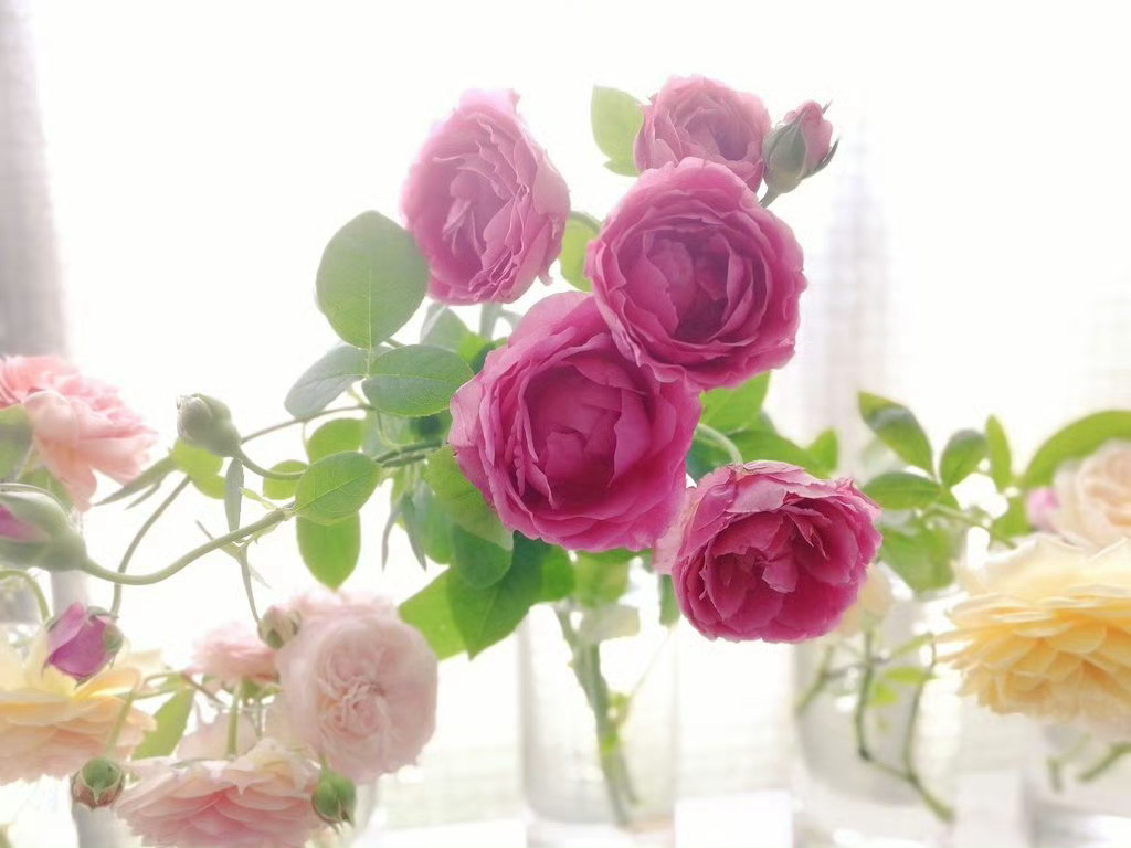 鈴木しづ子《指環》“好きなものは玻璃薔薇雨駅指春雷”（喜欢的东西是，玻璃、蔷薇、