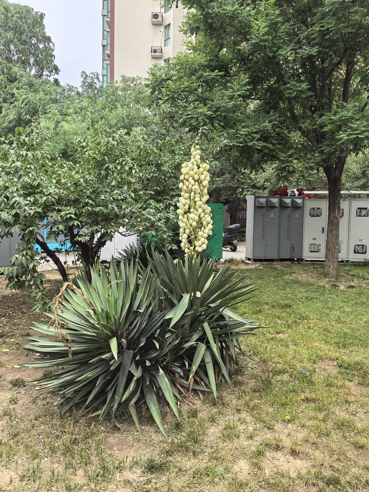 玉簪花怎么现在就开了