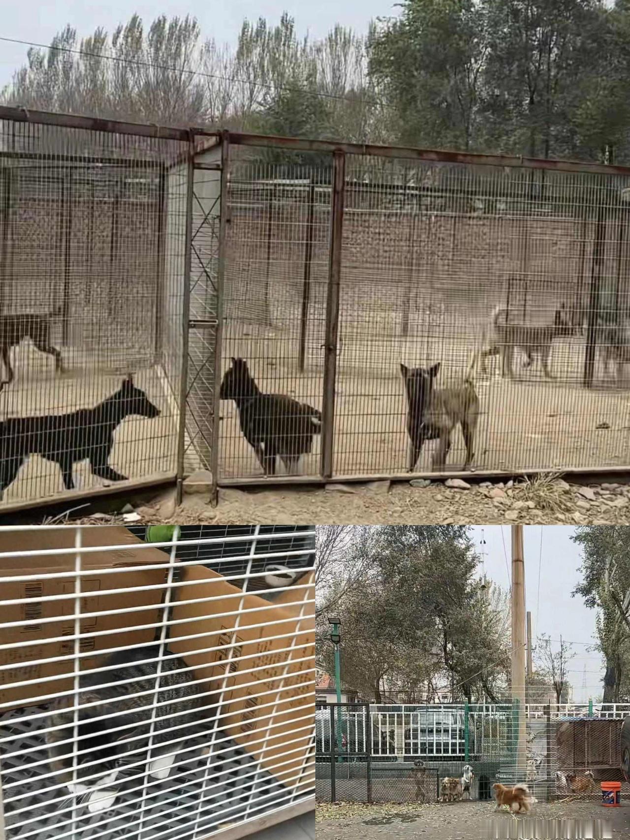 辽宁一汽车4S店养了50余只流浪猫狗，
工作人员称老板已收养动物十多年，
光每年