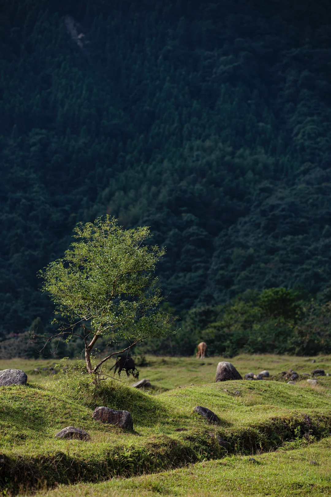 今日出伏，一年中最舒服的季节就要来了