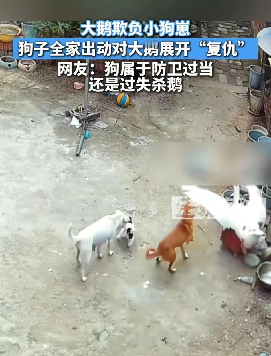 河南周口，一只大鹅“欺负”小狗崽。结果小狗全家对大鹅发起攻击。

大鹅在狗爸爸，