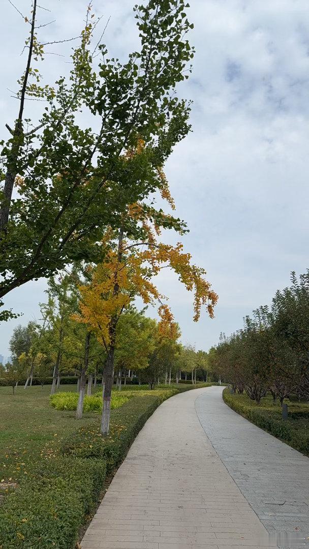 银杏树 ​​​