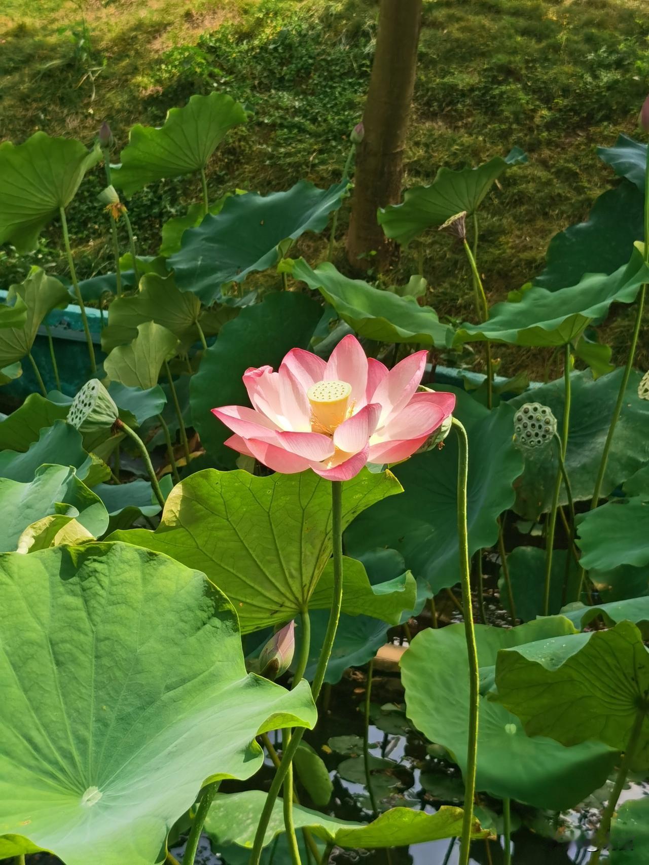 分享一朵你拍的花，什么花都可以