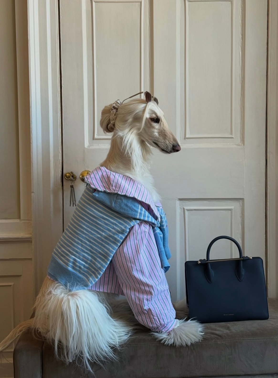 这只时髦的阿富汗猎犬名叫Samantha 