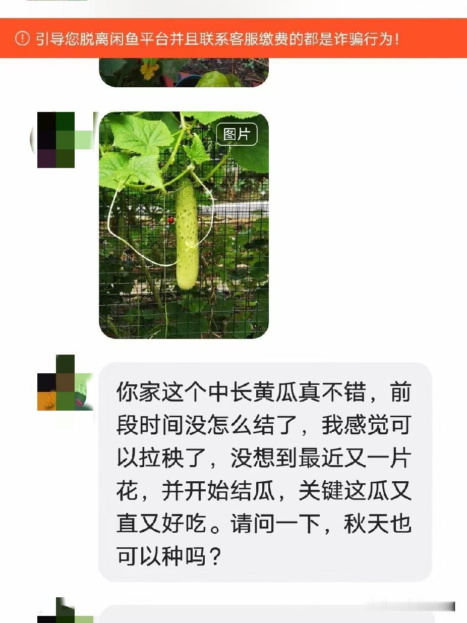 假的比真的还真，
这个世 界，已经癫了！

有人去我家闲 鱼 店里买种子，问我们