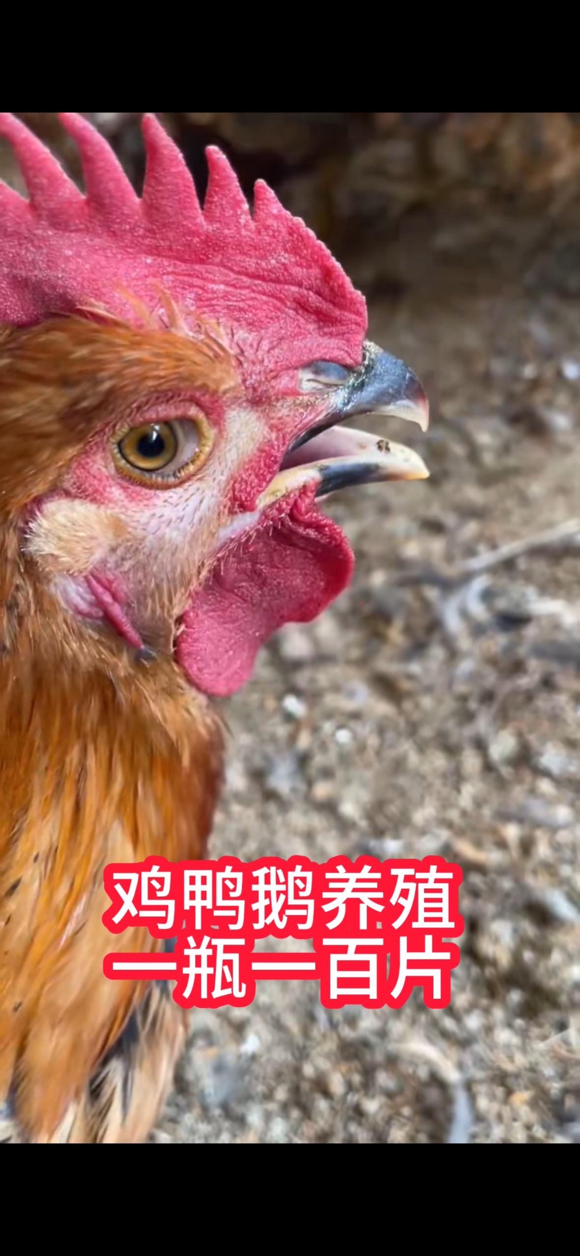 鸡鸭鹅养殖 鸡鸭鹅养殖 鸡鸭鹅
