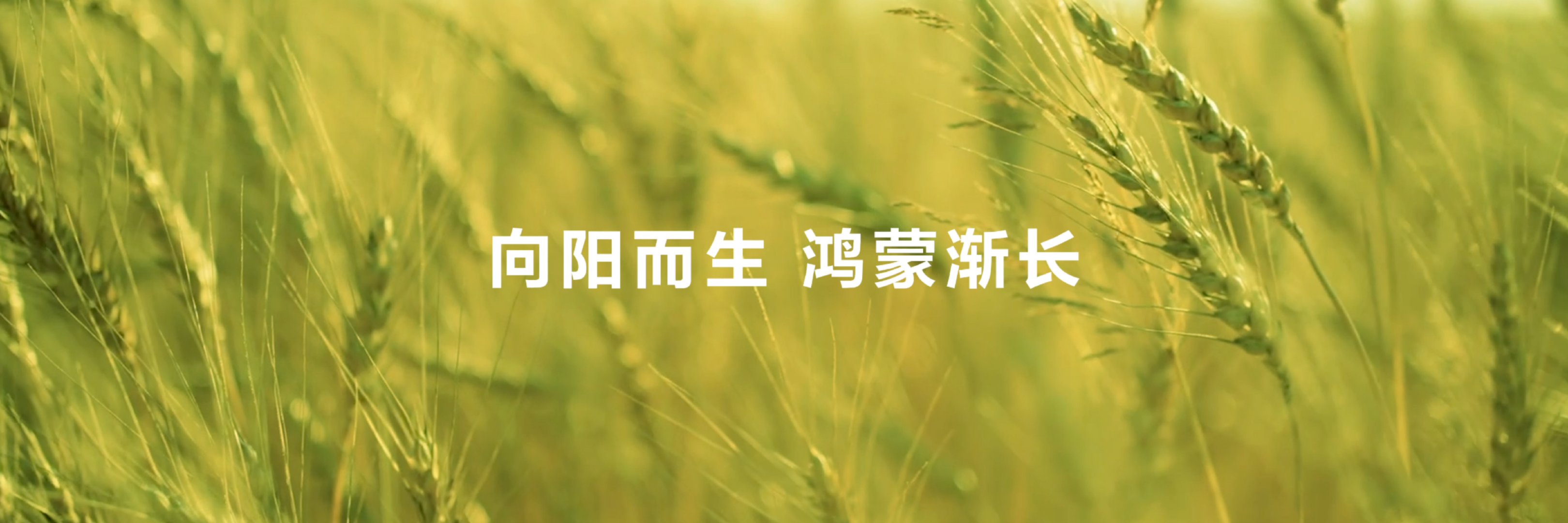 王冰冰Mate80探班鸿蒙盛典央视鸿蒙星光盛典 感谢冰冰，我的央视“唯一内部线人