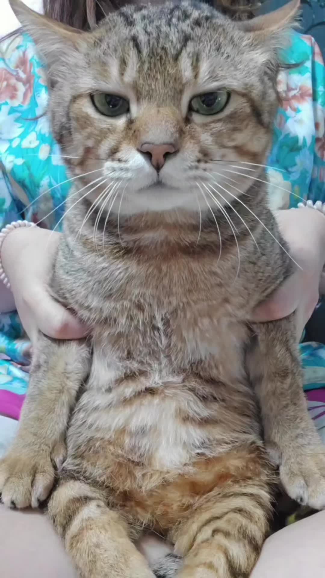 猫：第一次出道有些生疏，抱一丝哈