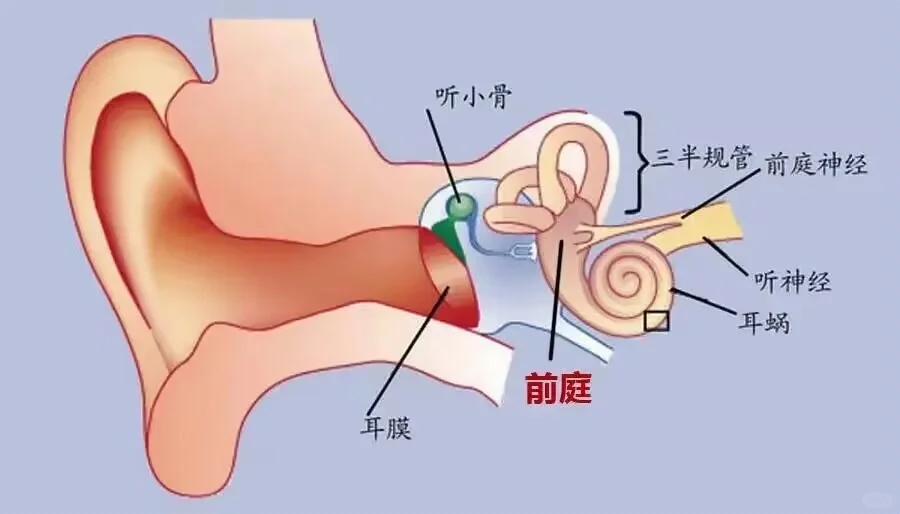 内耳眩晕症是怎么引起的?