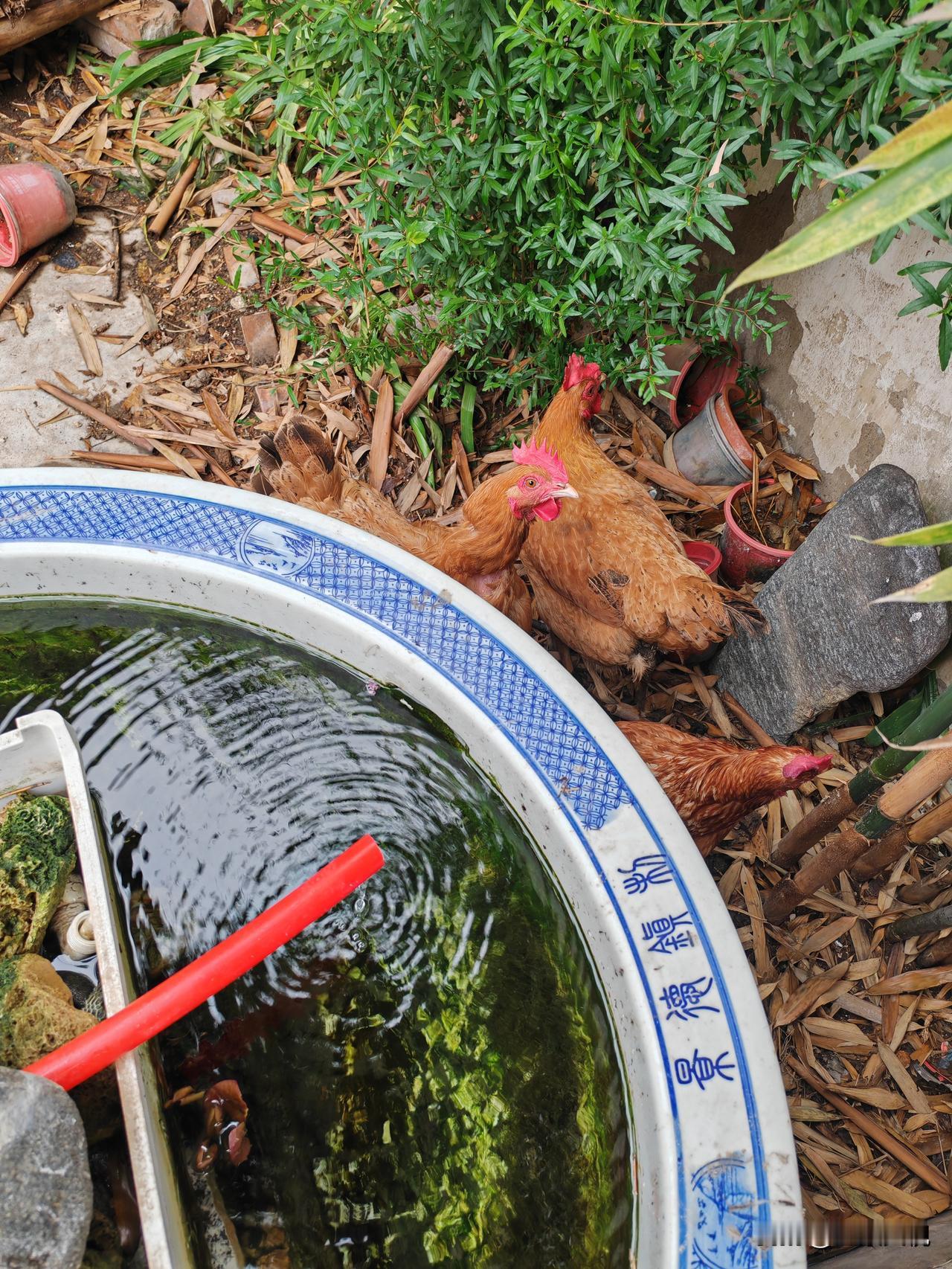 我家老母鸡和狗狗早上同时叫，一唱一和。这是不是人们常说的：鸡鸣犬吠？
     