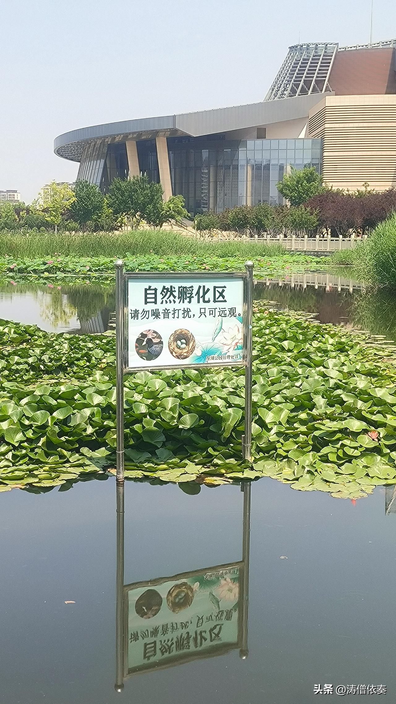 保定东湖的鸟类“自然孵化区”
 
保定东湖北边，临近东门的这片荷花塘，四周全都装