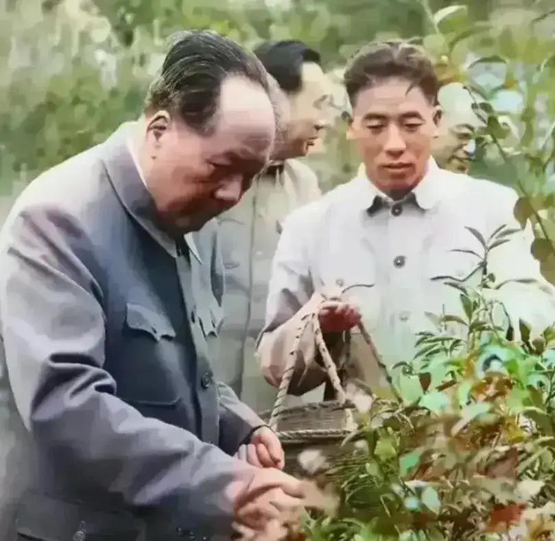 采点鲜茶叶，
泡一杯清香！