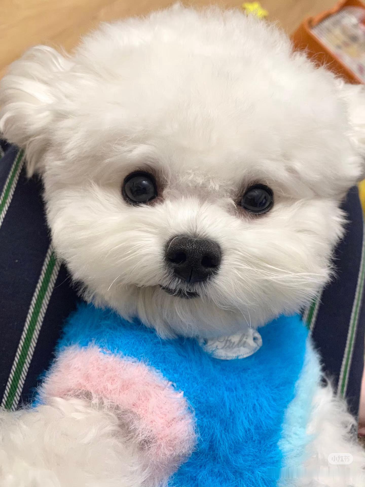 他就一只狗 
