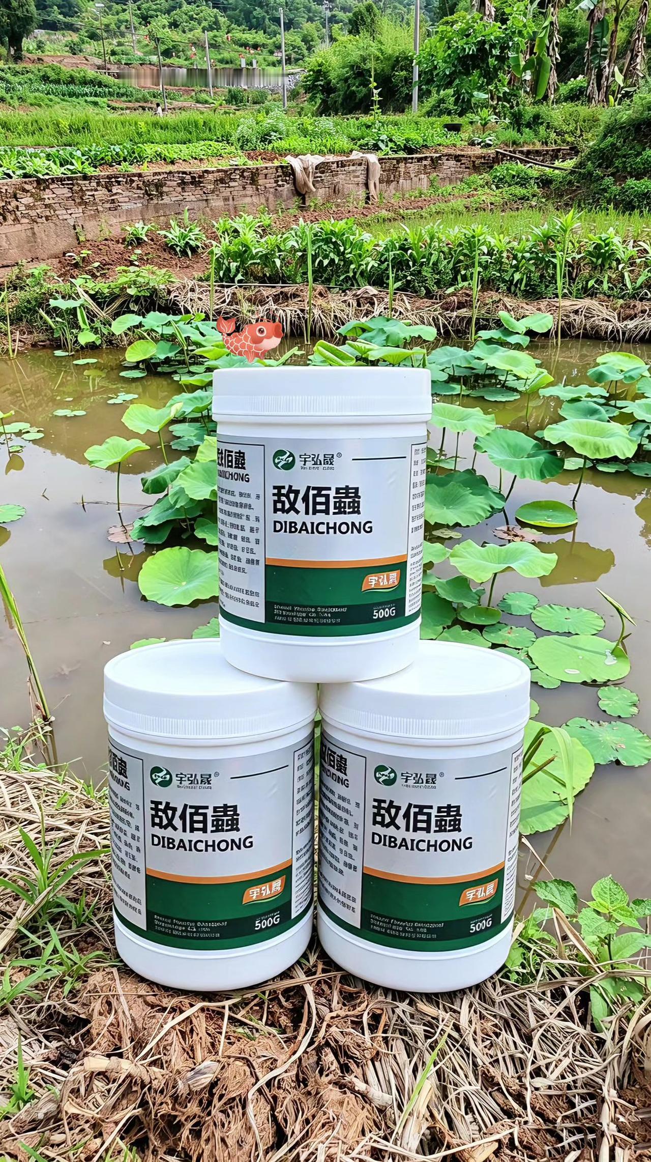 敌佰蟲 鱼塘养殖 鲢鱼 鲤鱼 草鱼