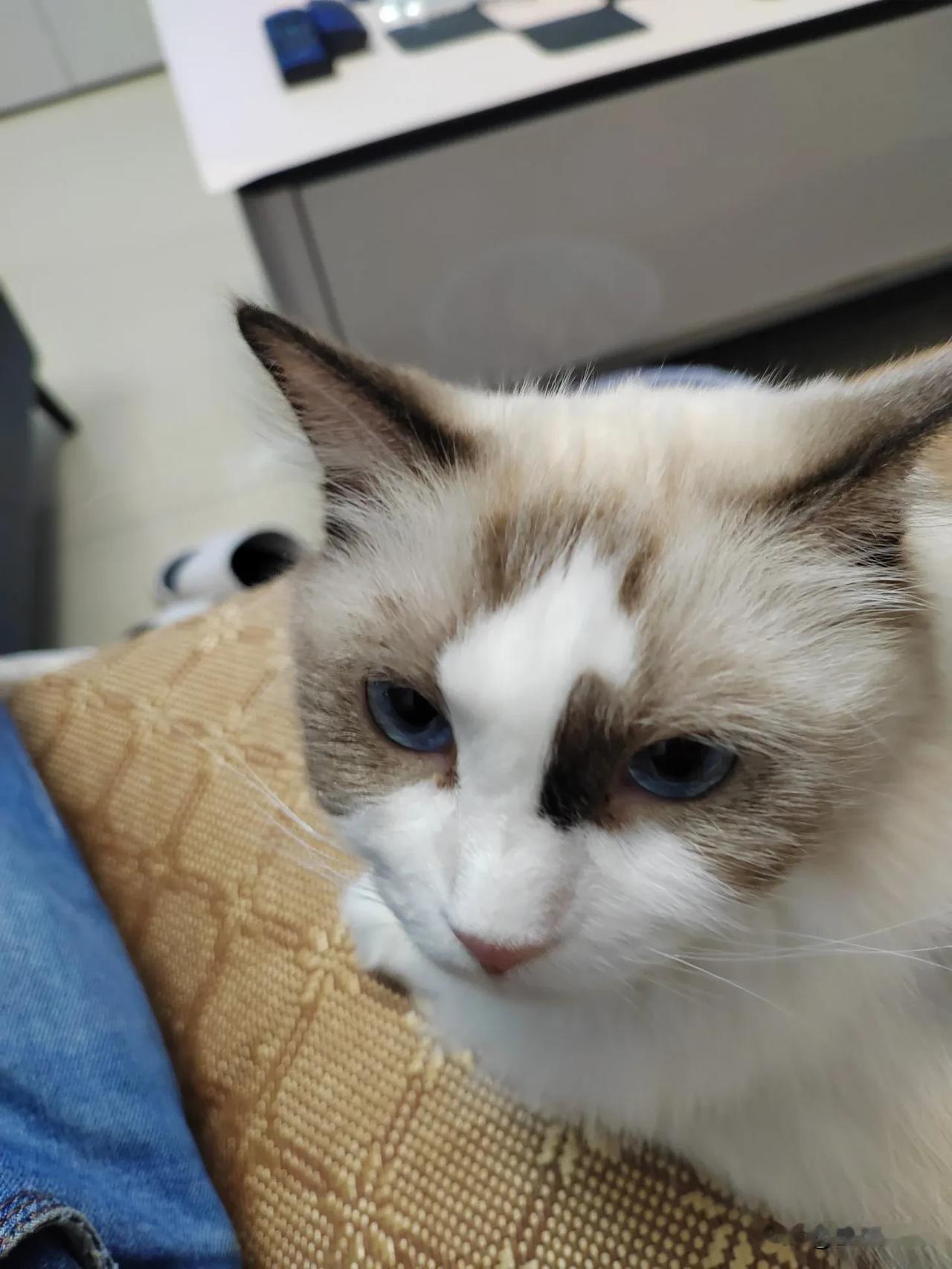 我家养了一只宠物猫，是我女儿养的，给它取了一个小名叫“玉玉”，猫比较好动，喜欢新