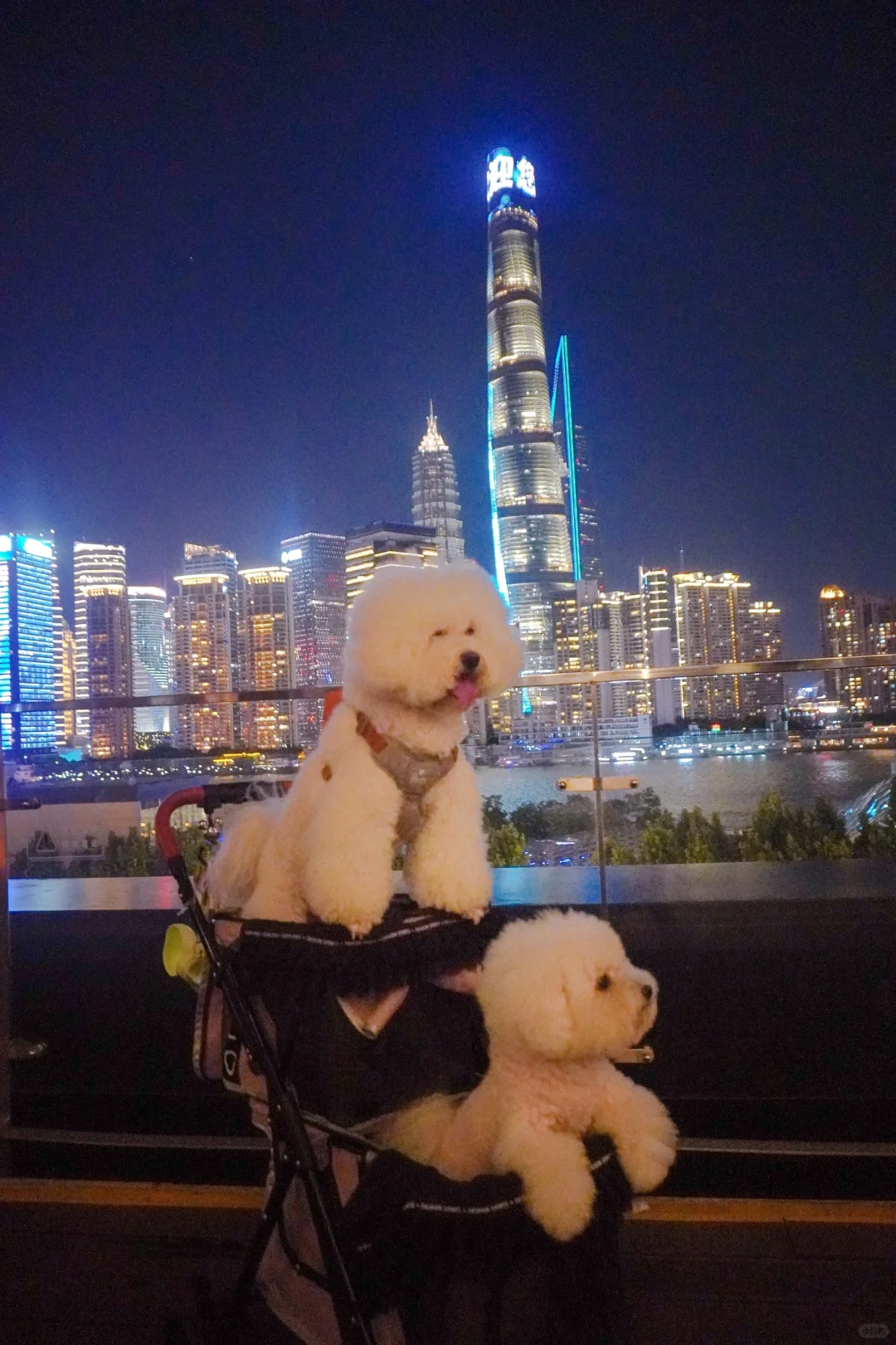 小熊们热并快乐着