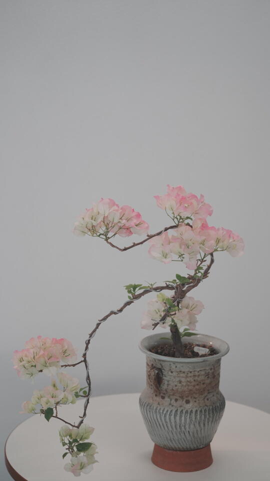 园艺｜我已经在赏三角梅了