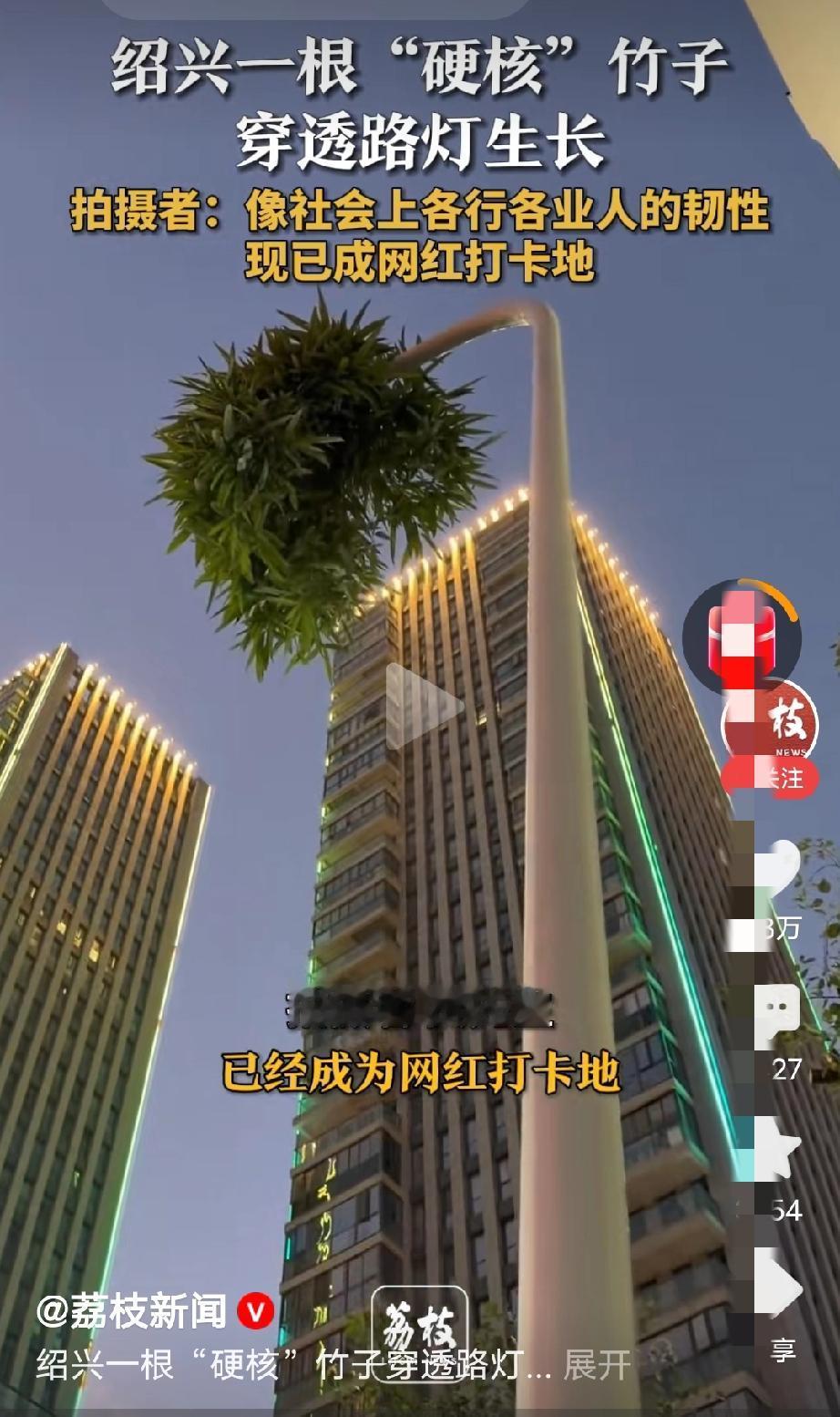 你看看，就连竹子都知道，要想尽办法进编制。才能出人头地。[呲牙][呲牙][呲牙]