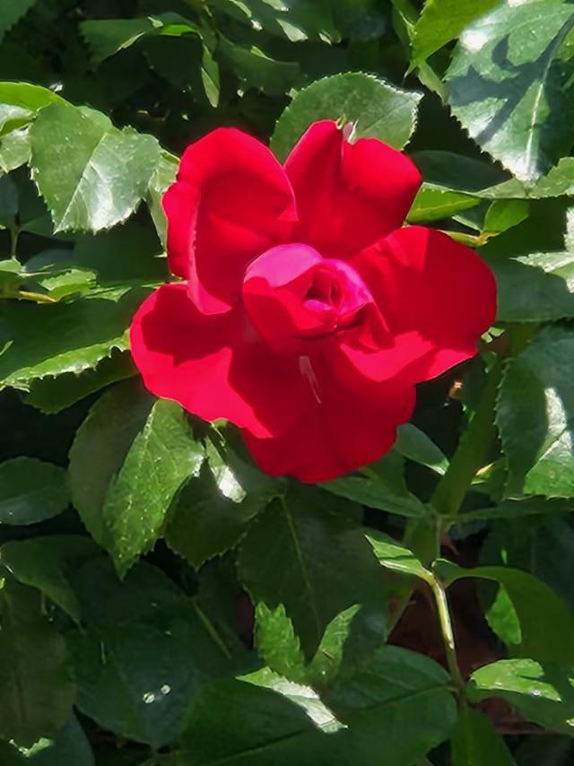 四时之春，花中皇后
月季，被誉为“花中皇后”。四季常开、花色艳丽、香气悠悠的特征