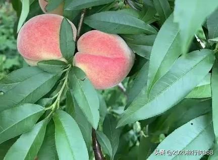 执业药师打卡上班，定位＋刷脸＋随时查监控，没有工作像执业药师那么难的吧。

有些