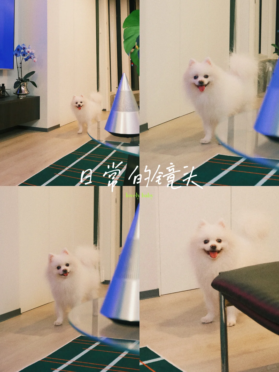 博美自带天生镜头感｜一见你就笑🐶