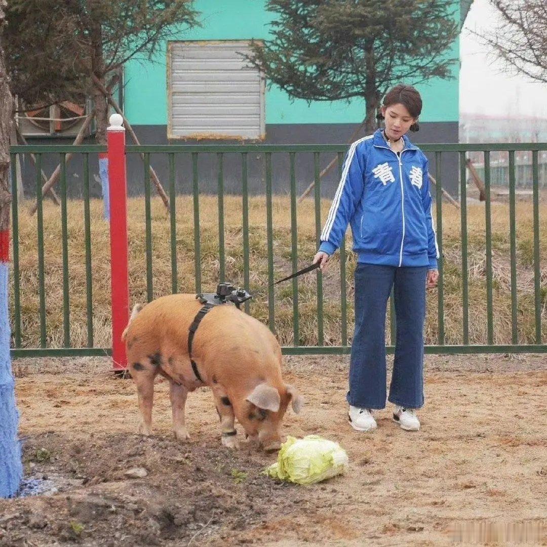 感觉陈瑶干什么都不惊讶了 都遛猪了 