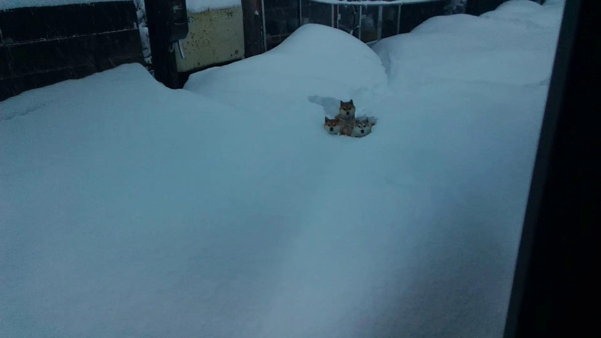 雪地里的三颗糯米柴丸子
