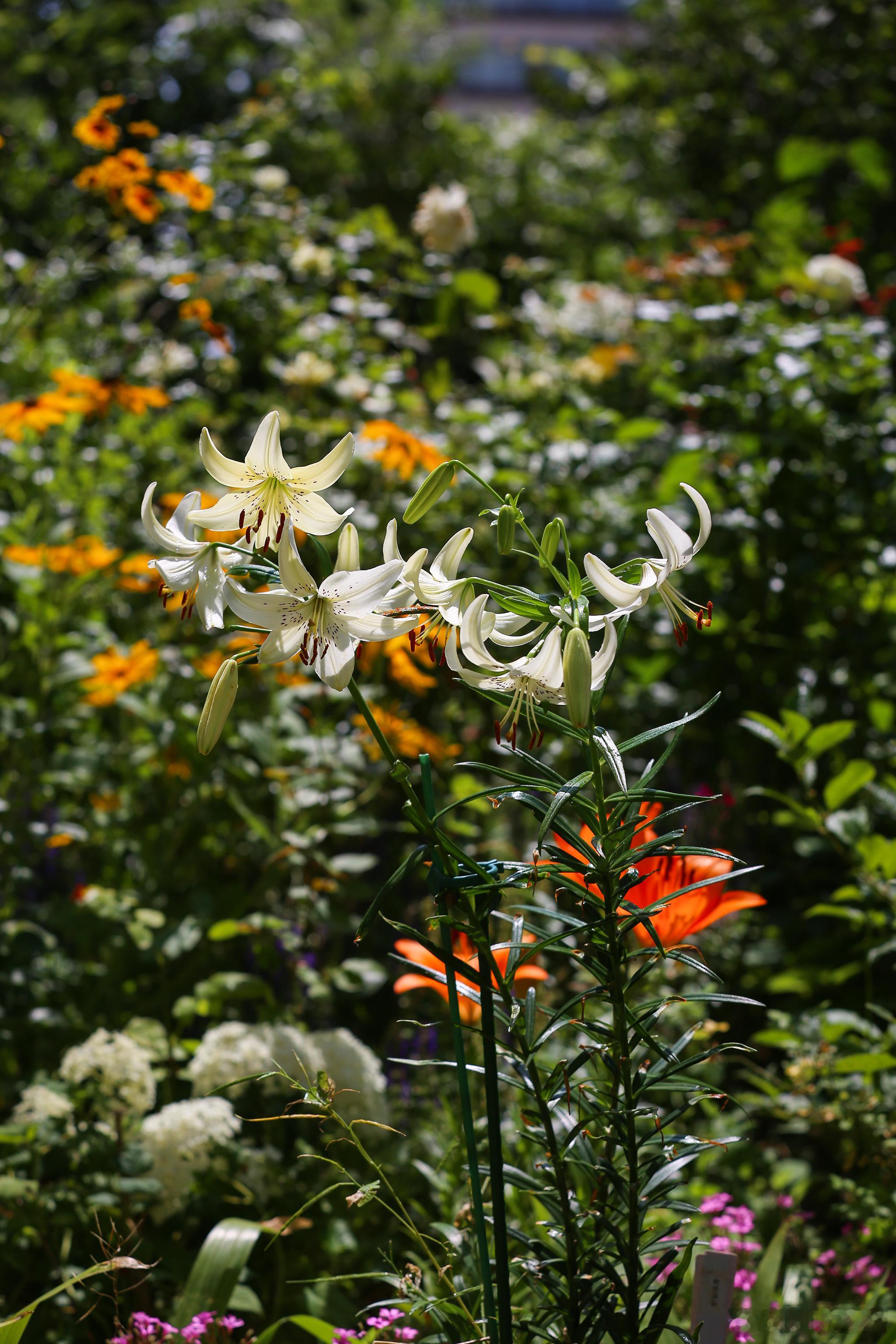 今年的百合花通过品种来限定花期，掌控得非常好，陆续开花，各种颜色搭配也挺全乎的。