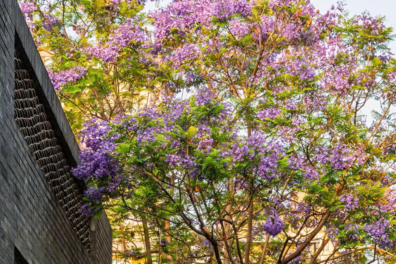 昆明富民上河院蓝花楹。昆明富民上河院蓝花楹