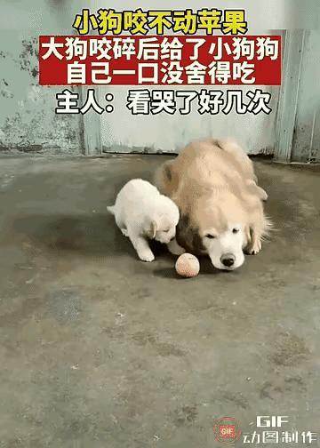 谁懂啊！小狗的牙还很嫩，咬不动苹果，大狗就用自己的牙，一点点把苹果咬碎，再推到小