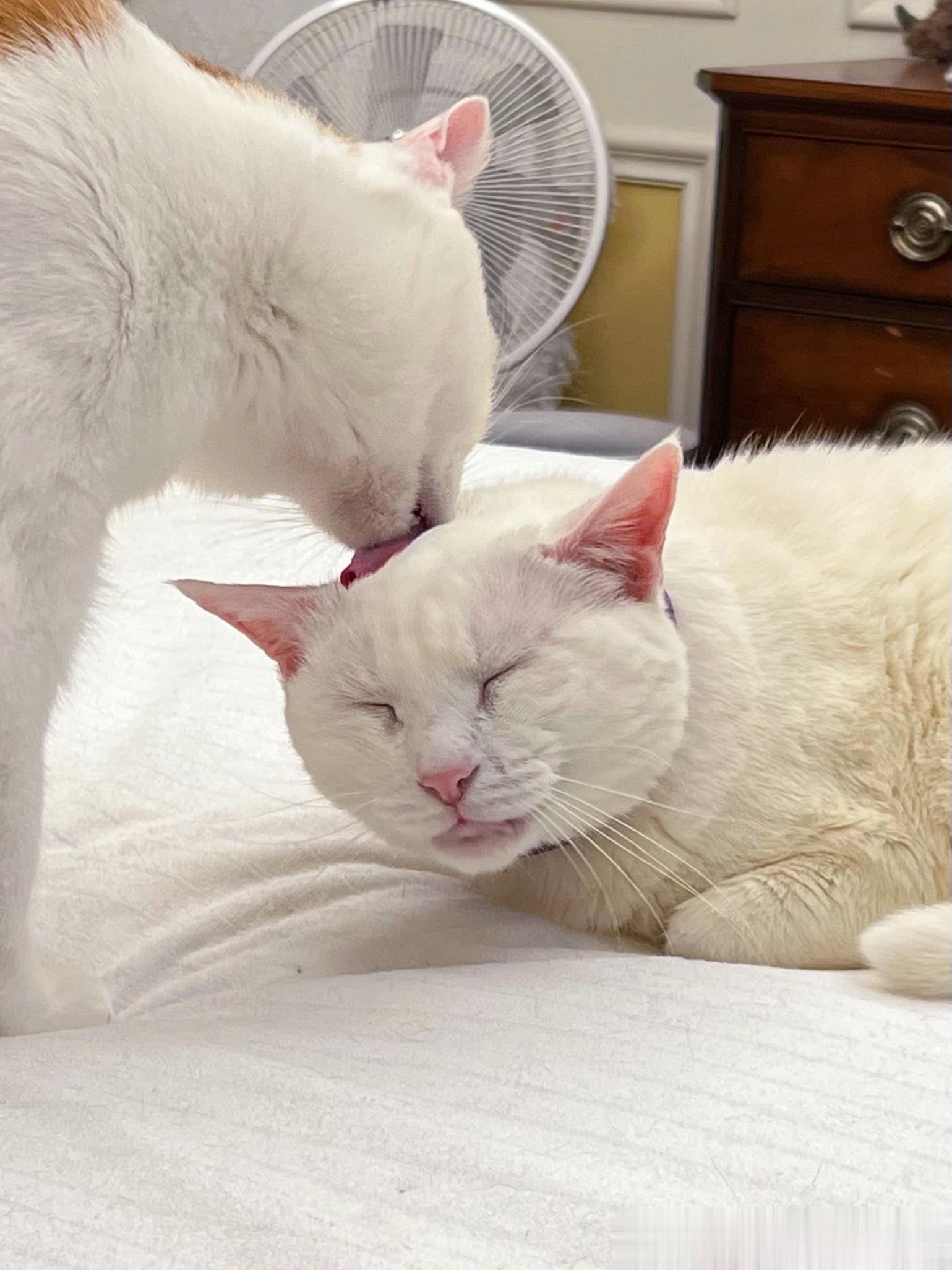 我好好一小小白，被猴子舔秃了[怒骂] ​​​
