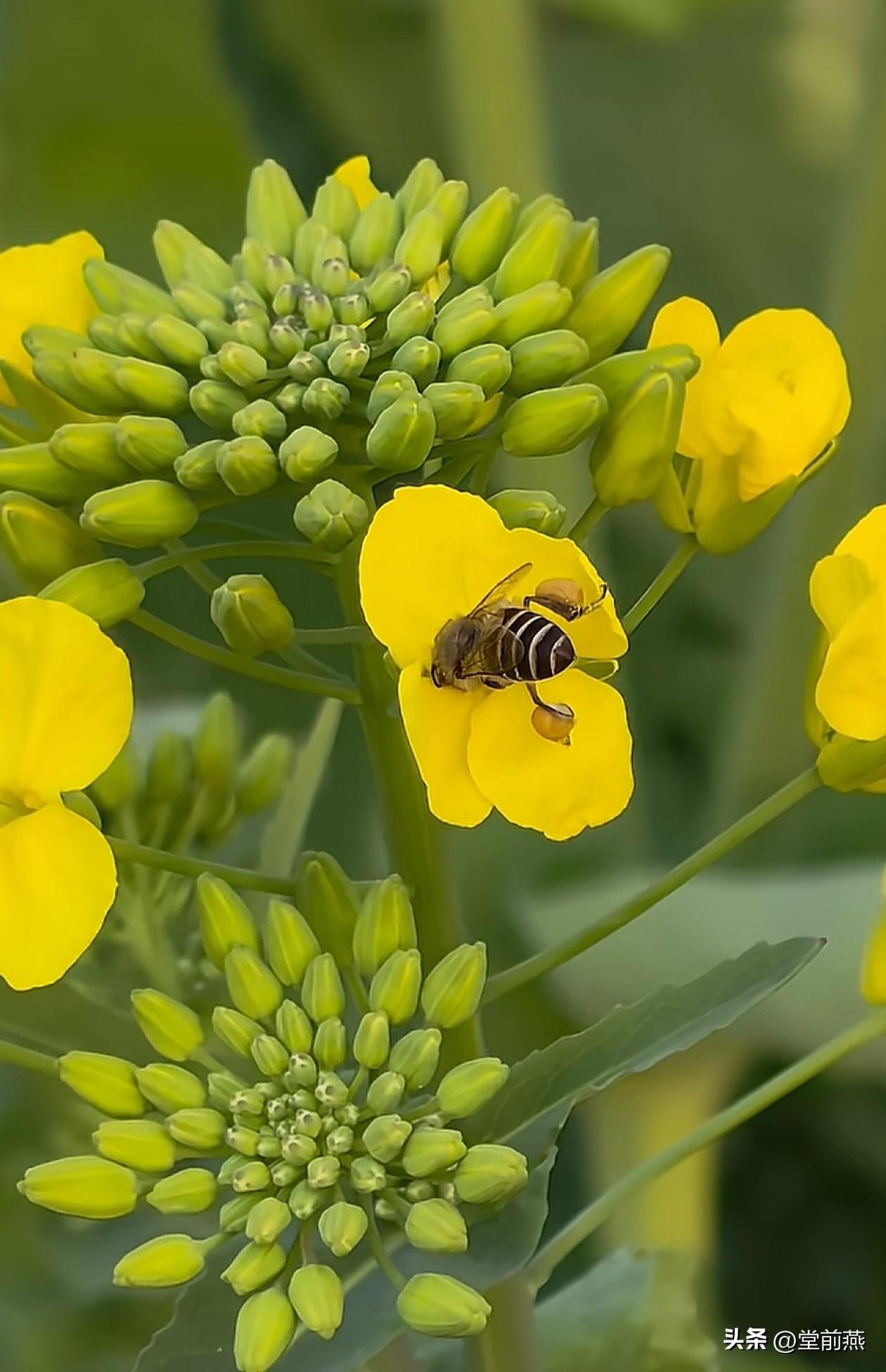 今晚打电话回去问了老家的人，幸好我老家说没发现对油菜花喷洒农药。

我爸说油菜花