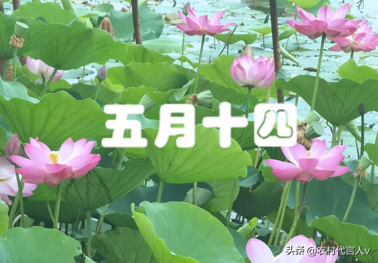 明日农历五月十四，记得“吃4样，做1事”，平稳度夏迎安康！
 
农历五月十四，正
