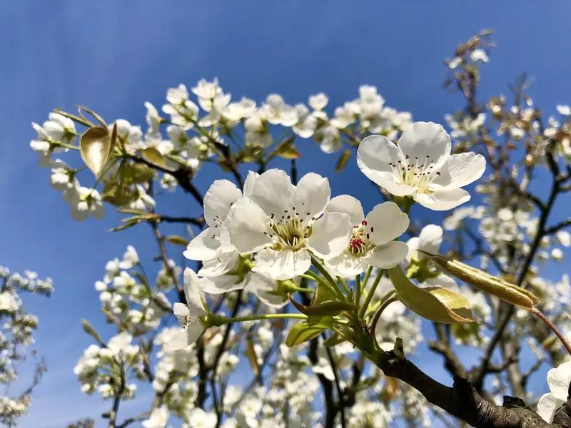 馨漪婉风的《七绝•梨花雪》真美。“梨花乱坠雪英翩”，瞬间勾勒出梨花似雪、纷纷飘落