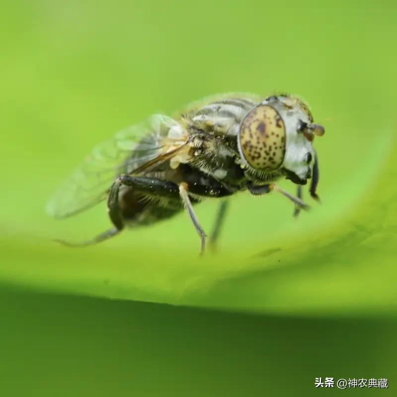 青蝇之飞，不过数武，附之骥尾，可致千里。[赞]