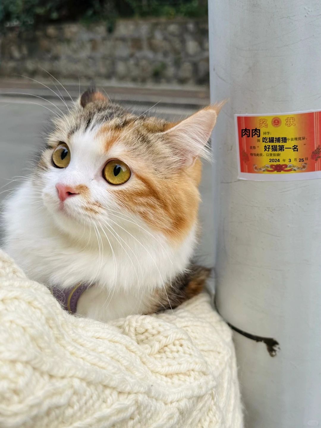小猫当然也要有奖状！