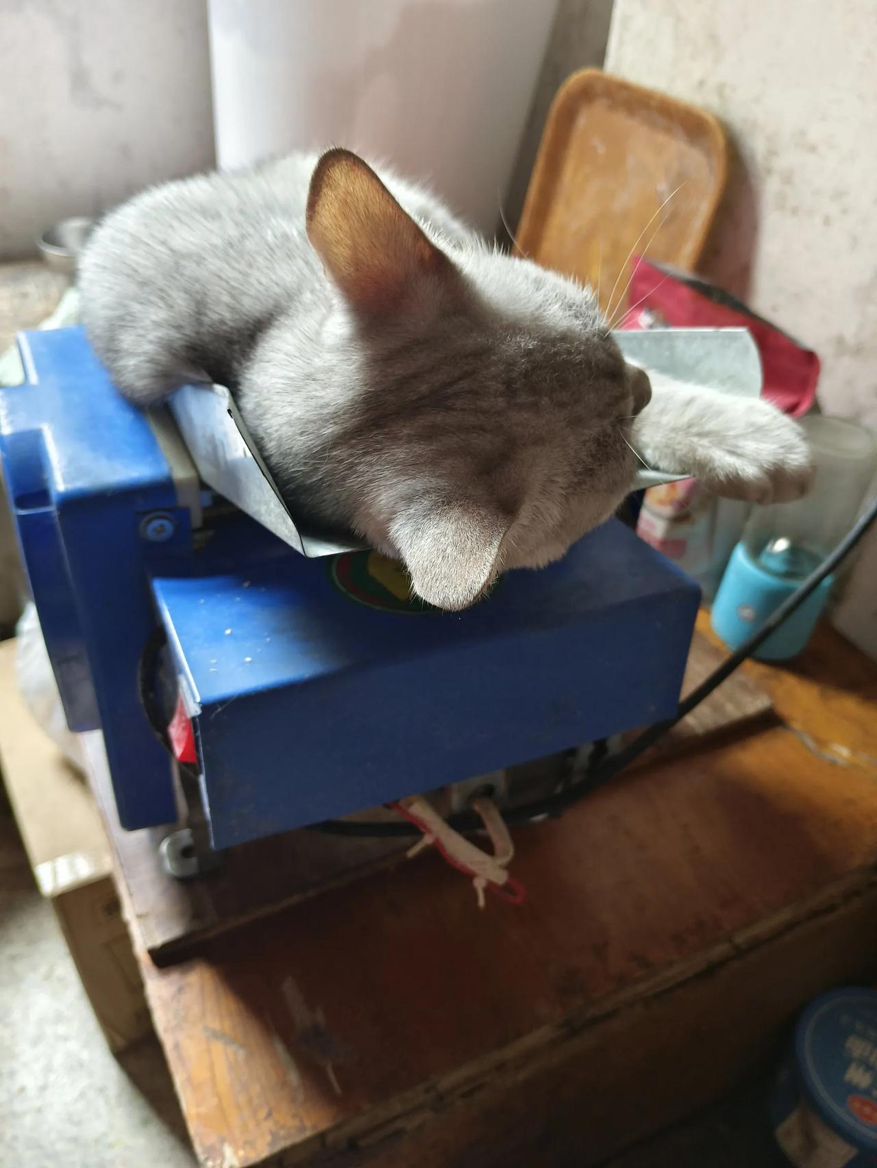 大家看看我家的猫在什么地方卧着，屋里给它们铺好几个窝非不卧，非要卧在轧面机上面，