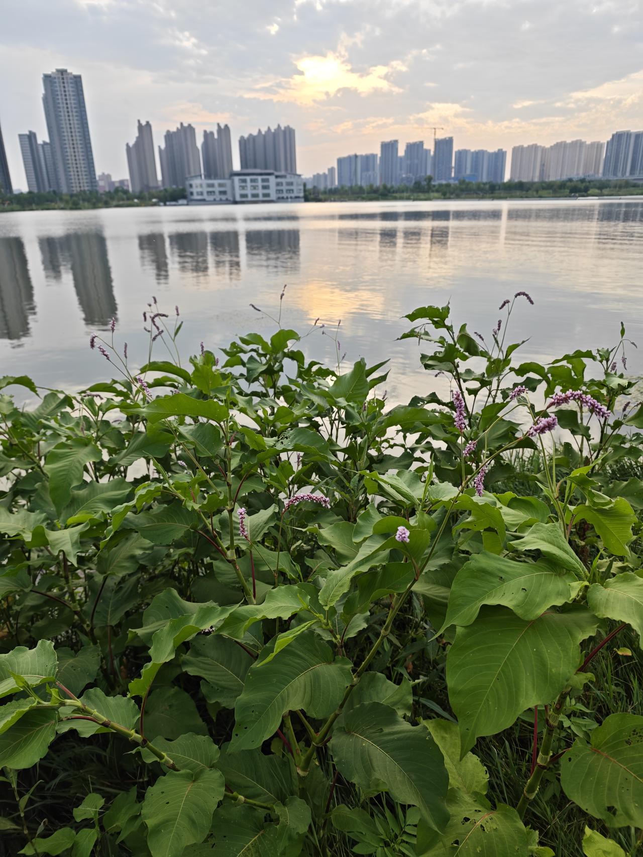 蓼花