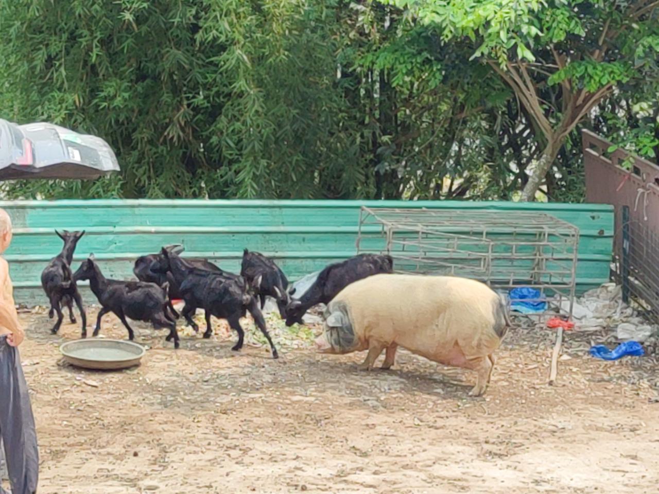 想象一下，一群山羊和猪在农场里吃东西的画面，那场景还挺有趣。在 Deer Par