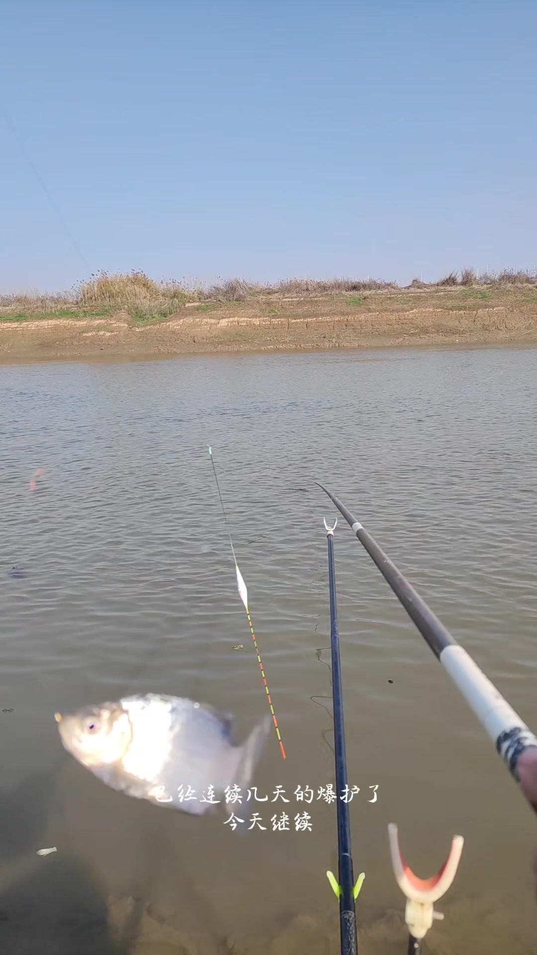 冬季野钓板鲫，流水钓法才是yyds！🔥冬天野钓总空军？可能是你没找对方法！我连